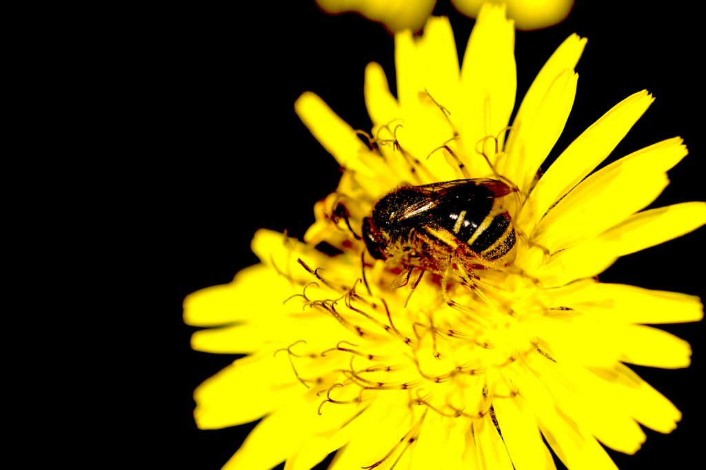 Apidae Halictinae: Lasioglossum sp., femmina